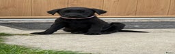 Labrador Retriever dogs for sale: KC Registered Black Labrador Pups 🐾 - Advert 20