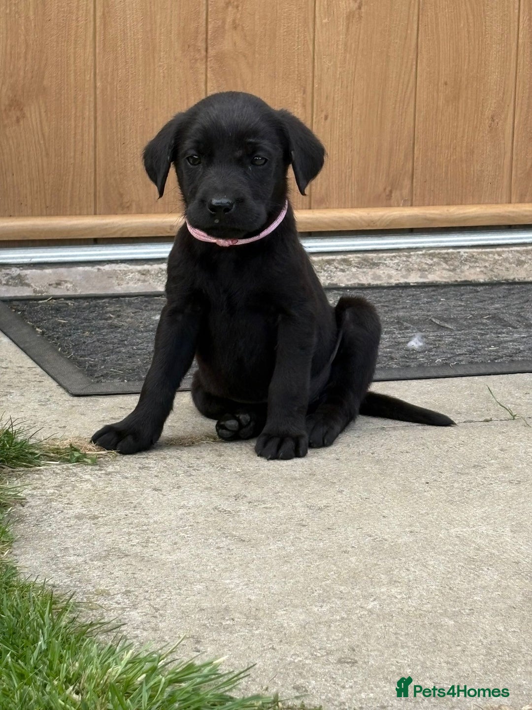Labrador Retriever dogs for sale: KC Registered Black Labrador Pups 🐾 - Image 14
