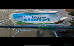 Ragdoll cats for sale: Lovely Ragdoll looking for lovely family - Advert 16