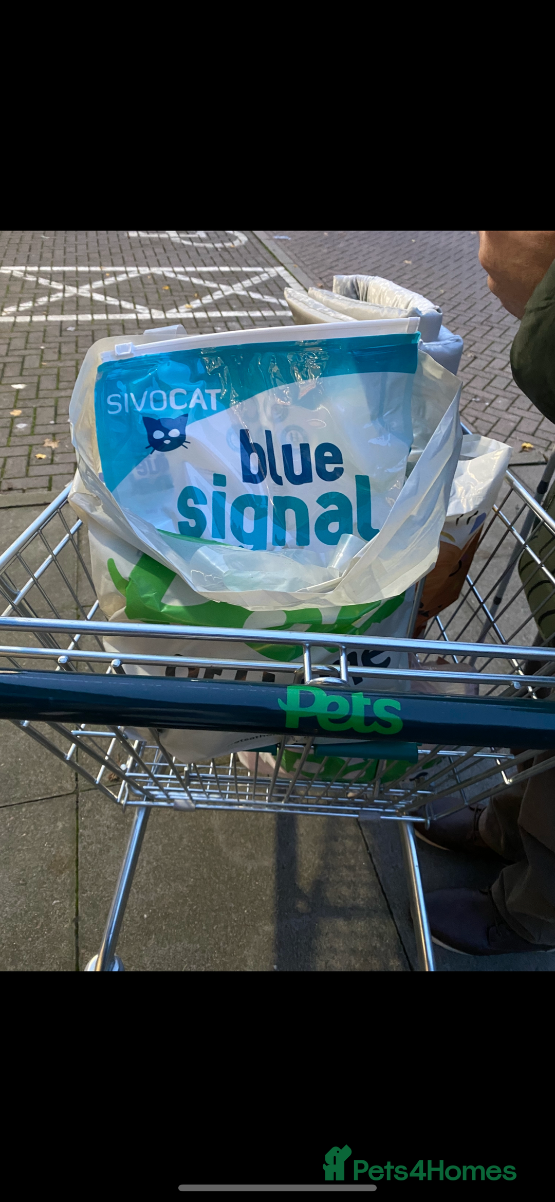 Ragdoll cats for sale: Lovely Ragdoll looking for lovely family - Advert 16