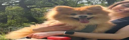 Pomeranian dogs for sale: Pomeranian in Watford - Advert 4