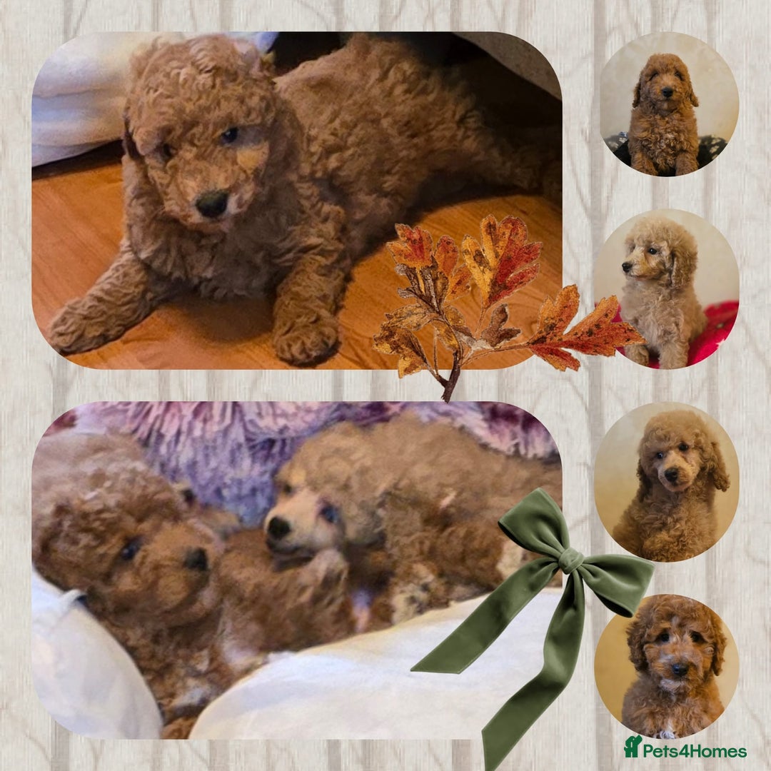 Cockapoo dogs for sale: Cockapoo Puppies - Image 1