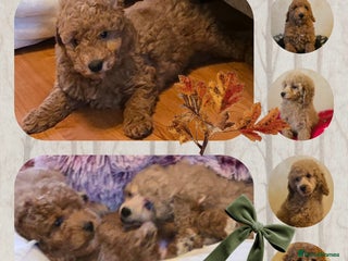 Cockapoo dogs for sale - Advert 1