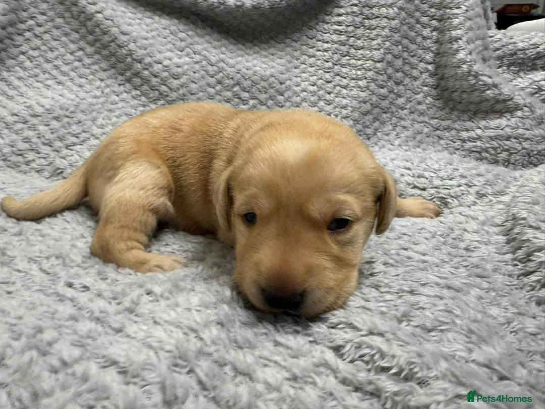 Labrador Retriever dogs for stud: Handsome black labrador for stud - Advert 15