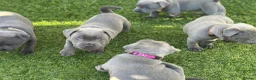 Staffordshire Bull Terrier dogs for sale: Gorgeous blue KC Staffy Pups *Champion Bloodlines* - Advert 9