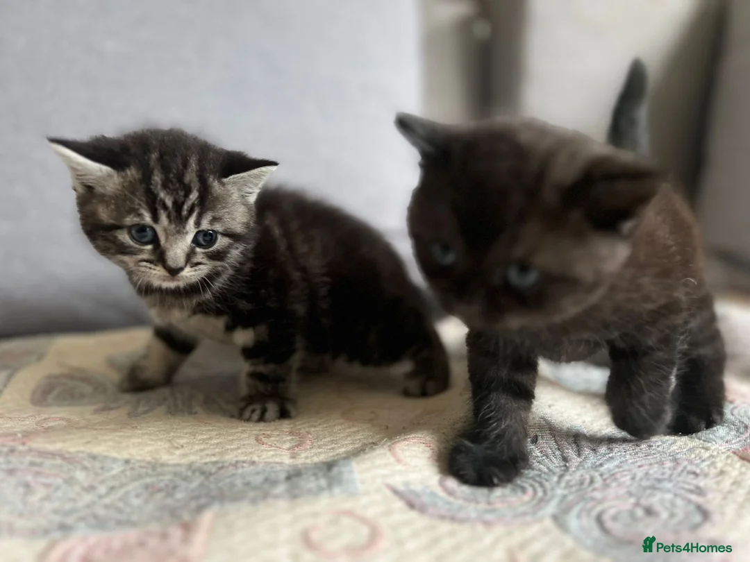 British Shorthair cats for stud: GCCF Registered Full pedigree Ready To Stud in London - Advert 15