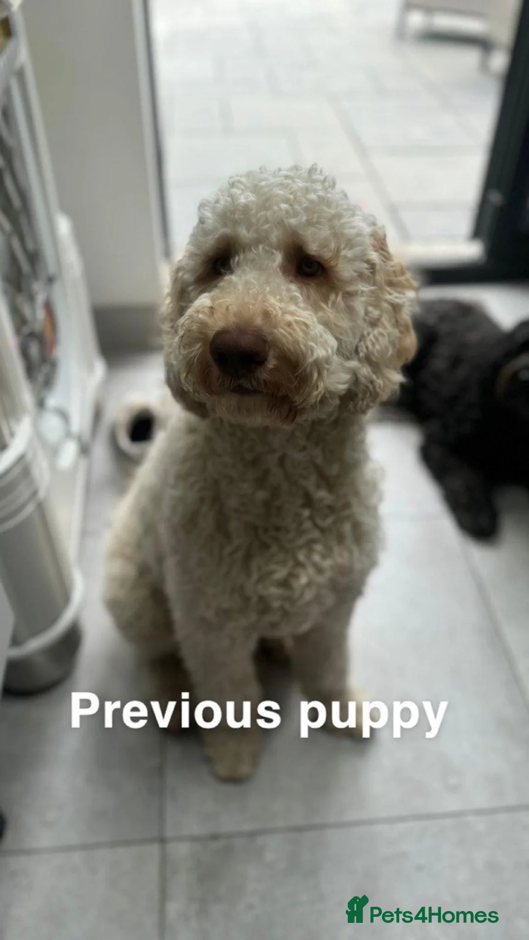 Double Doodle dogs for sale: Nell is expecting Double Doodles  - Advert 18