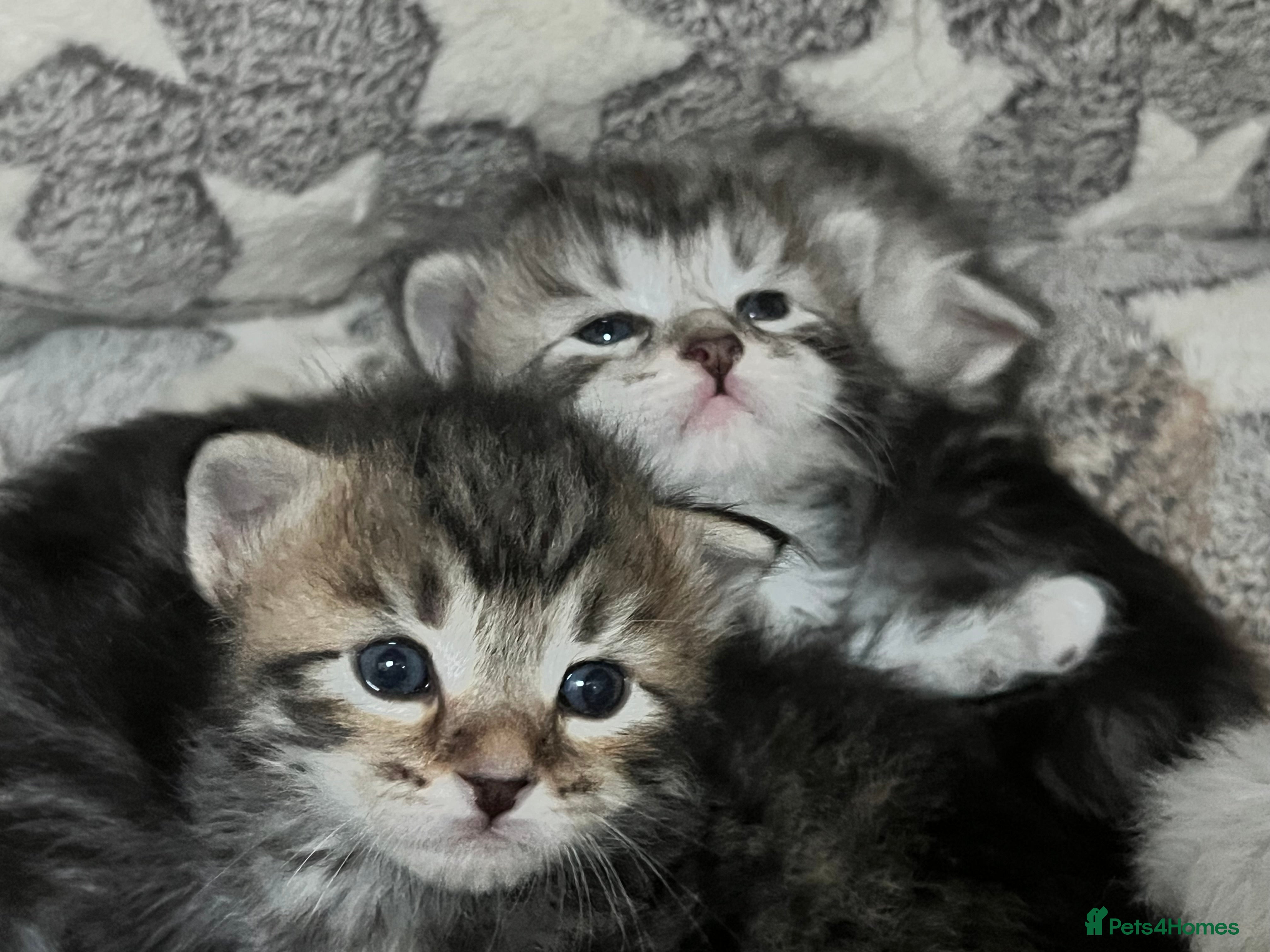 Siberian cats 🩶🩵Traditional Siberian Babies🩵🩶 - Advert 1