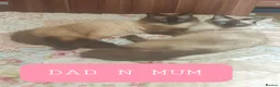 Ragdoll cats for sale: 4 x Fluffy Ragdoll Chocolate Sealpoint kittens - Advert 13