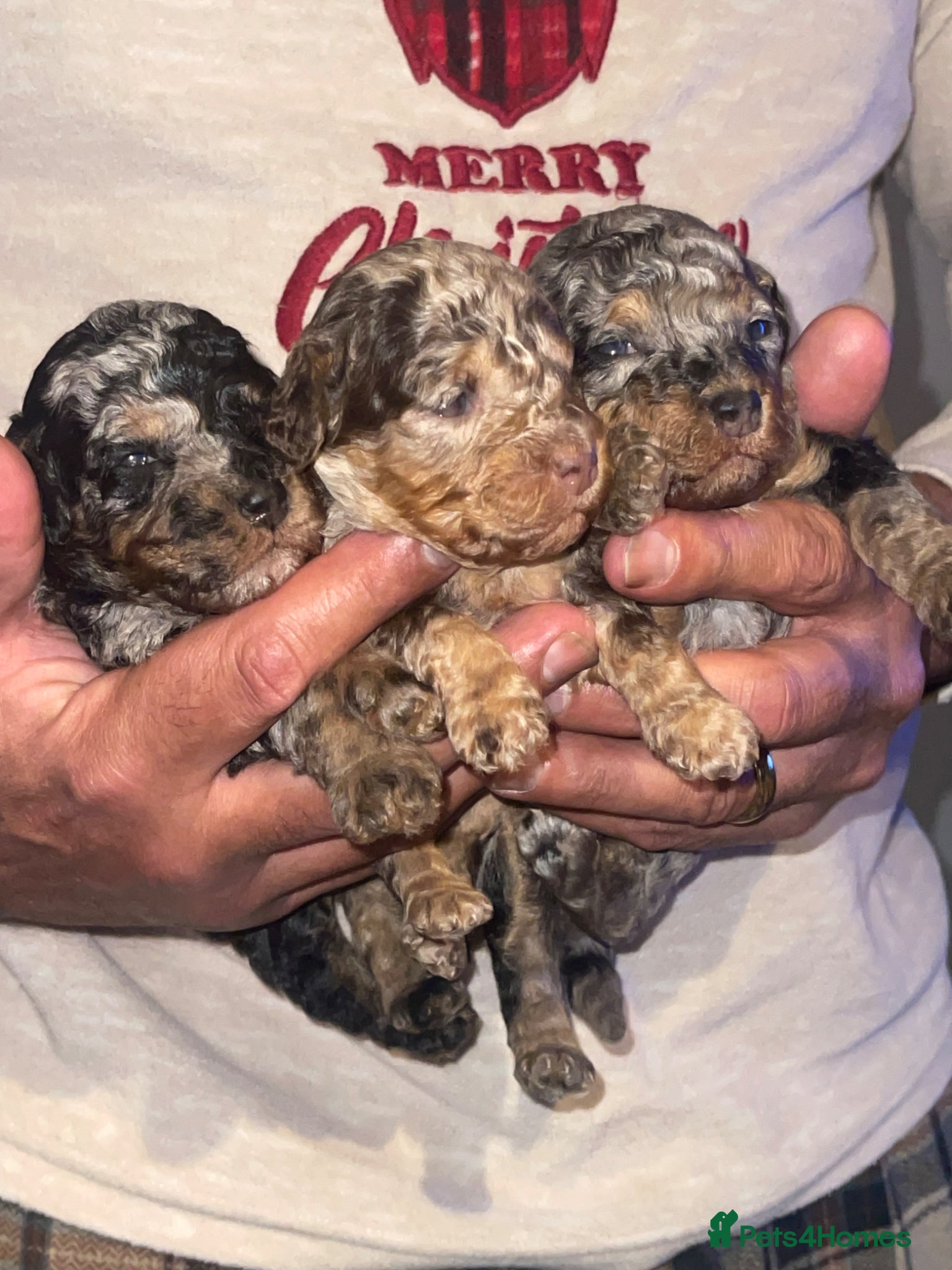 Cockapoo dogs Cockapoo puppies  - Advert 1