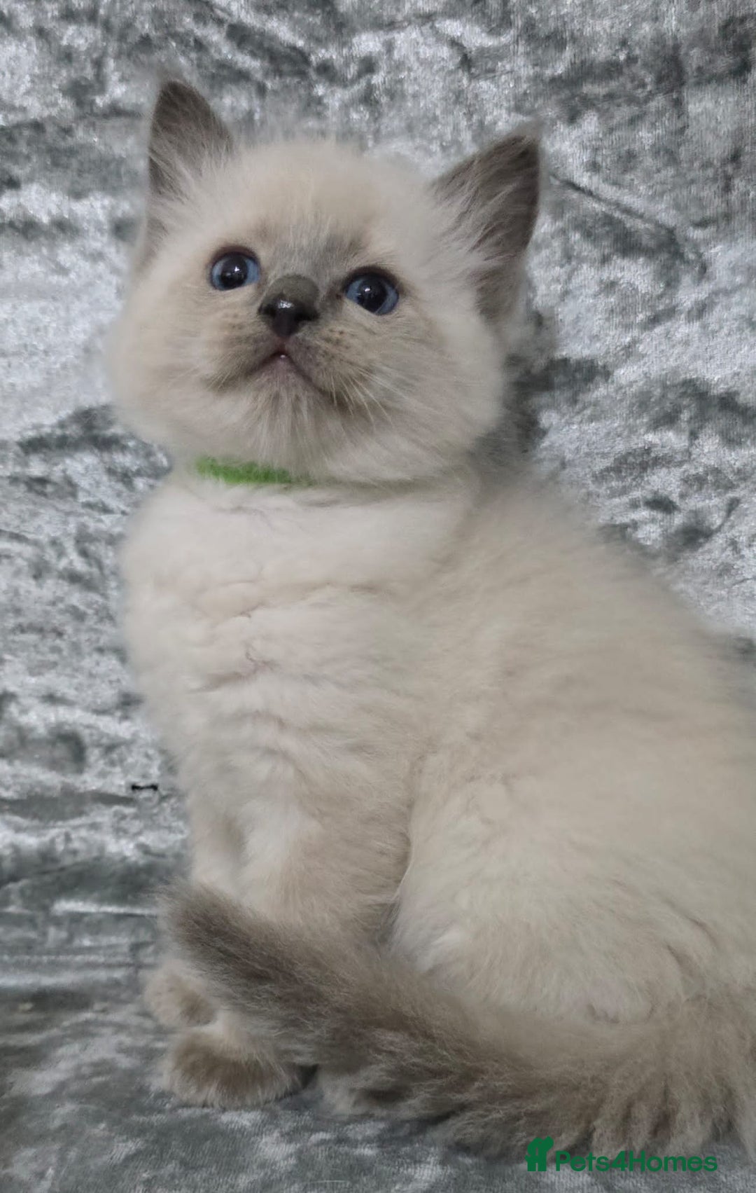 Ragdoll cats for sale: STUNNING RAGDOLL MALE KITTENS - Image 4