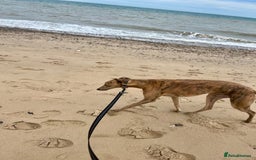 Greyhound dogs for sale: 4 year old female Greyhound  - Image 4