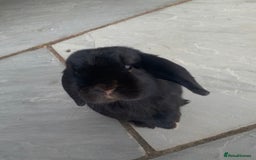 Mini Lop rabbits for sale: Male and female mini lops - Advert 2