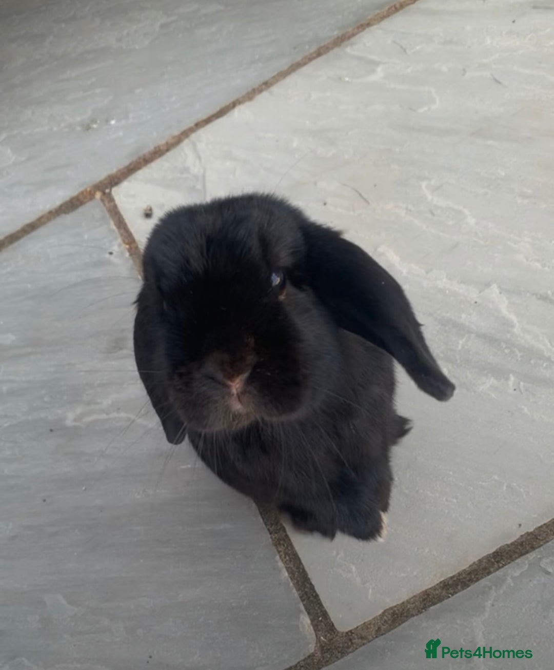 Mini Lop rabbits for sale: Male and female mini lops - Advert 2