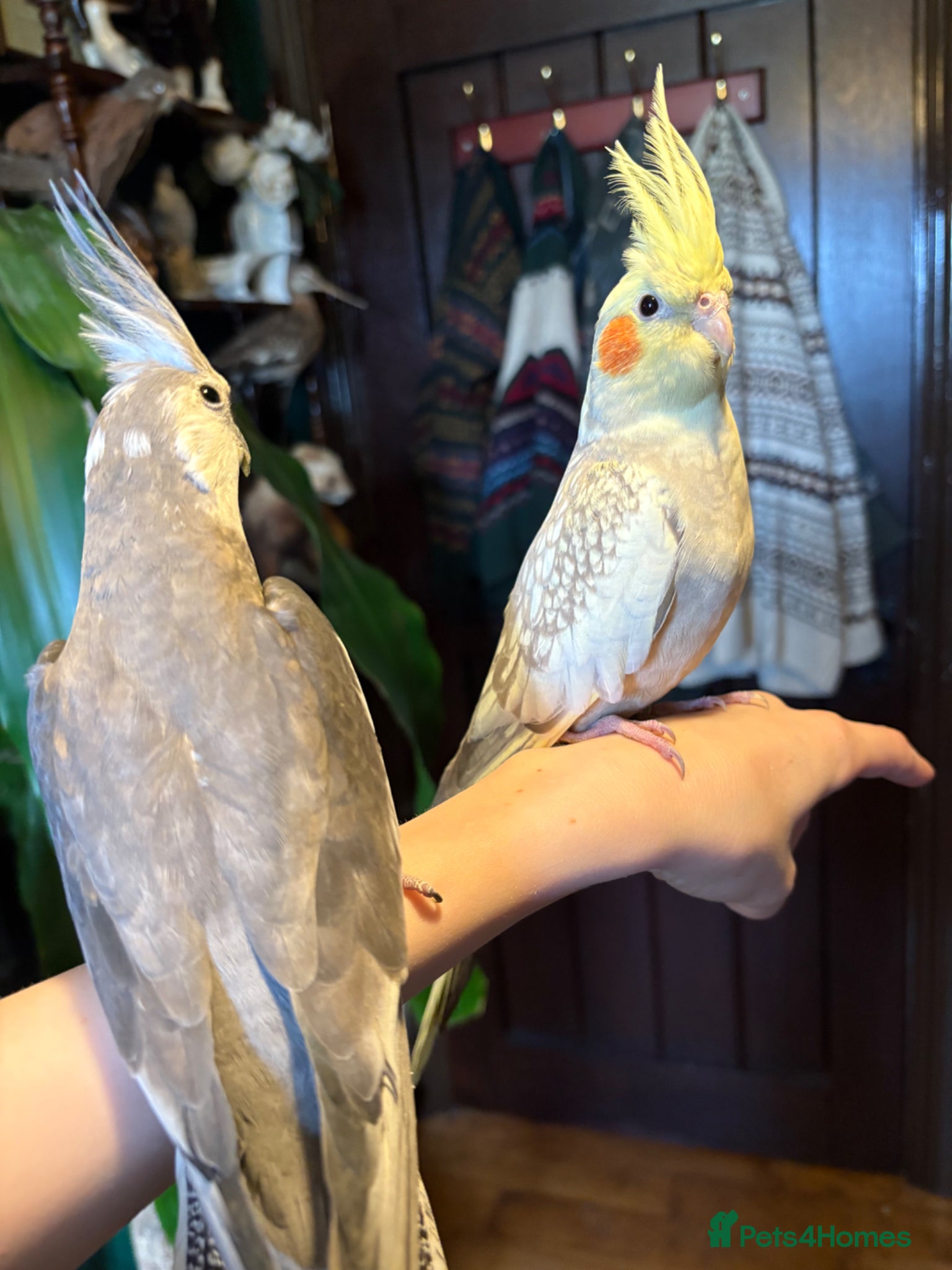 Cockatiels birds 2 TAME cockatiels. Breeding pair - Advert 2