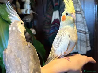 Cockatiels birds 2 TAME cockatiels. Breeding pair - Advert 1