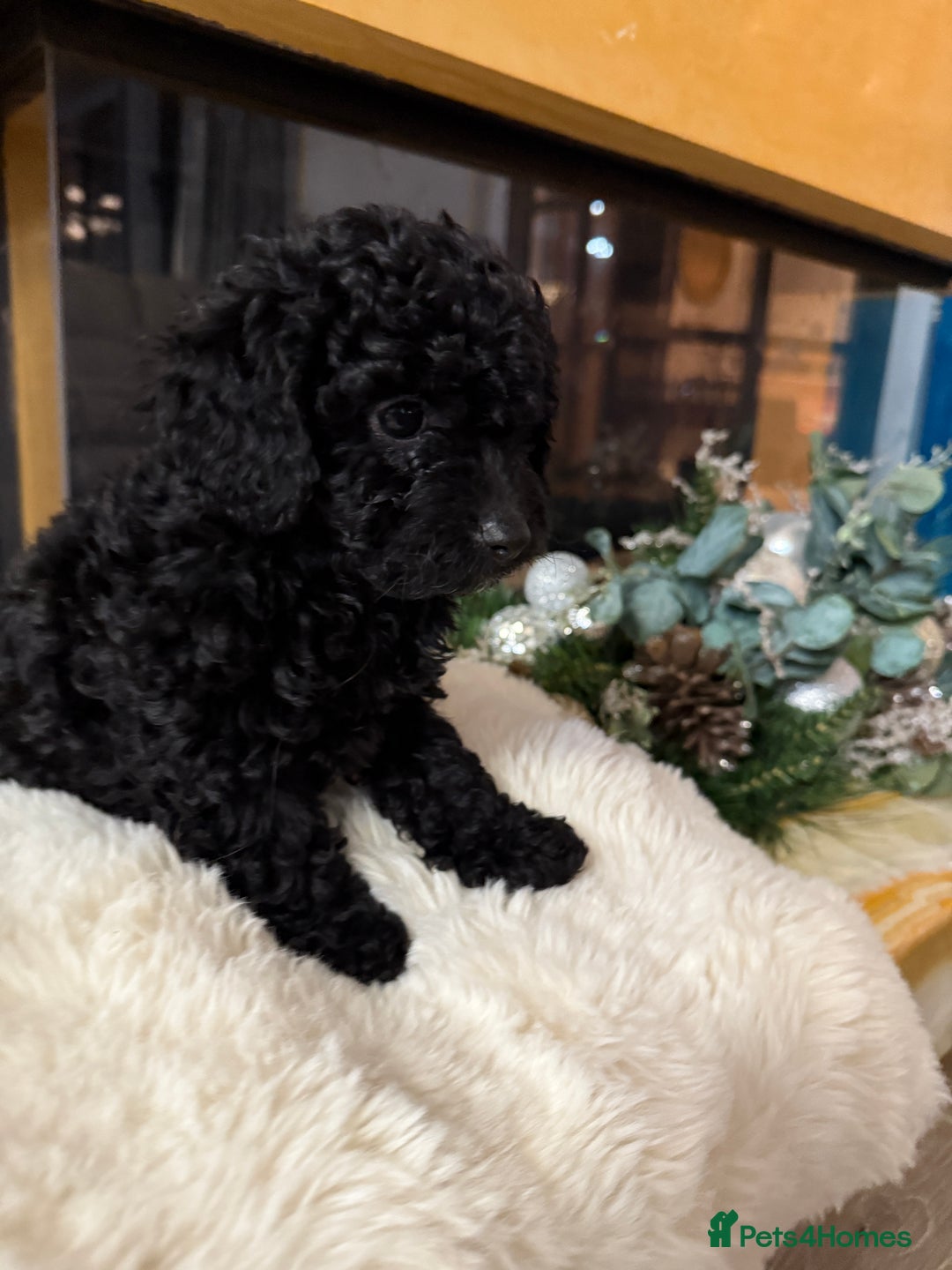 Cockapoo dogs for sale: Beautiful Cockapoo miniature (toy) black, tuxedo - Advert 5