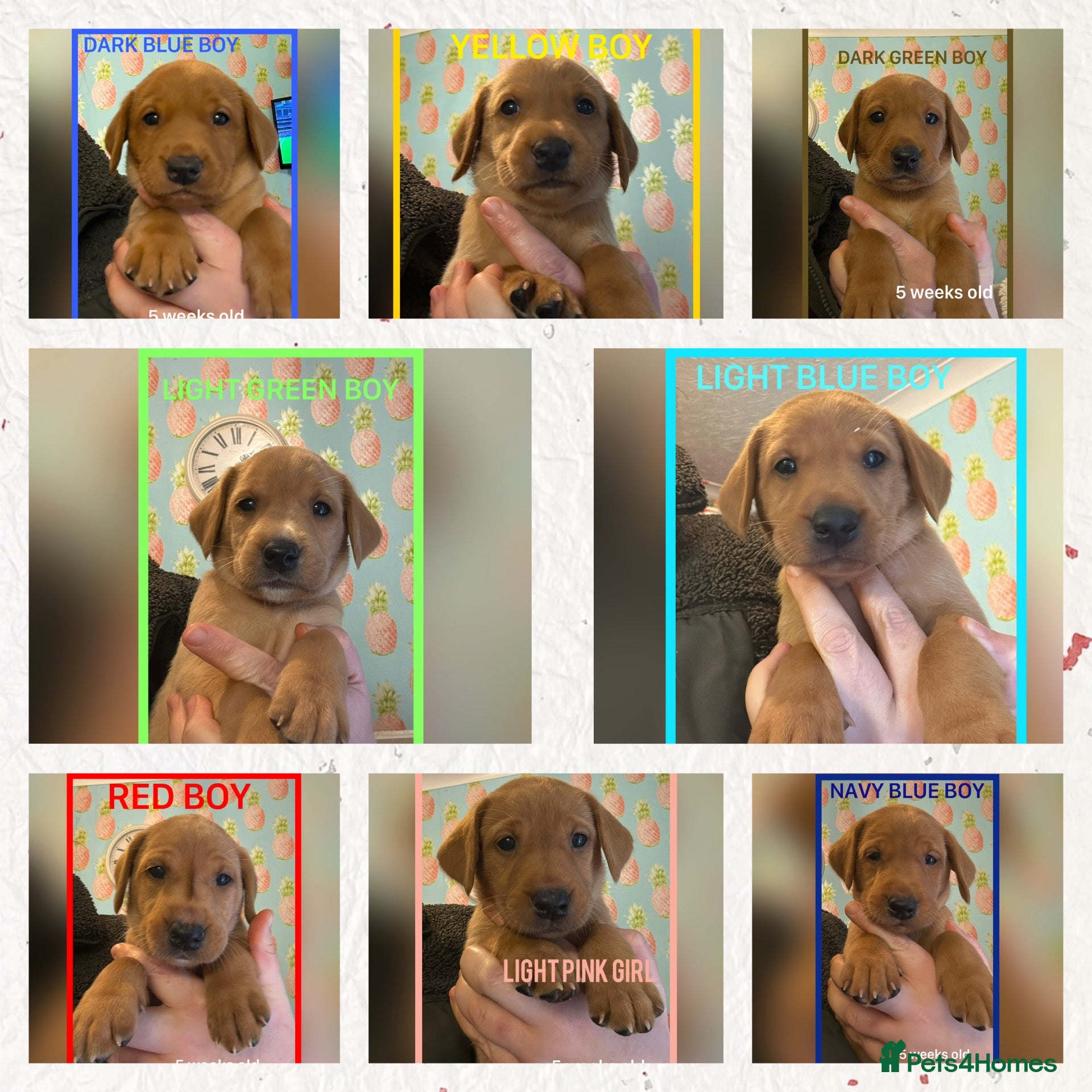Labrador Retriever dogs for sale: Fox red Labrador puppies  - Advert 1