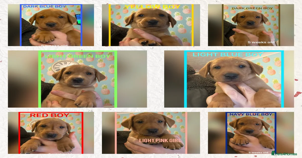 Fox red Labrador puppies for sale in Lewes | Pets4Homes