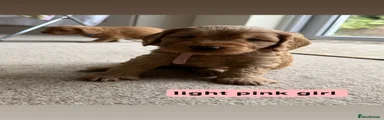 Light pink girl