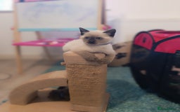 Russian Blue cats for sale: 3 angel's looking for best homes  - Image 9