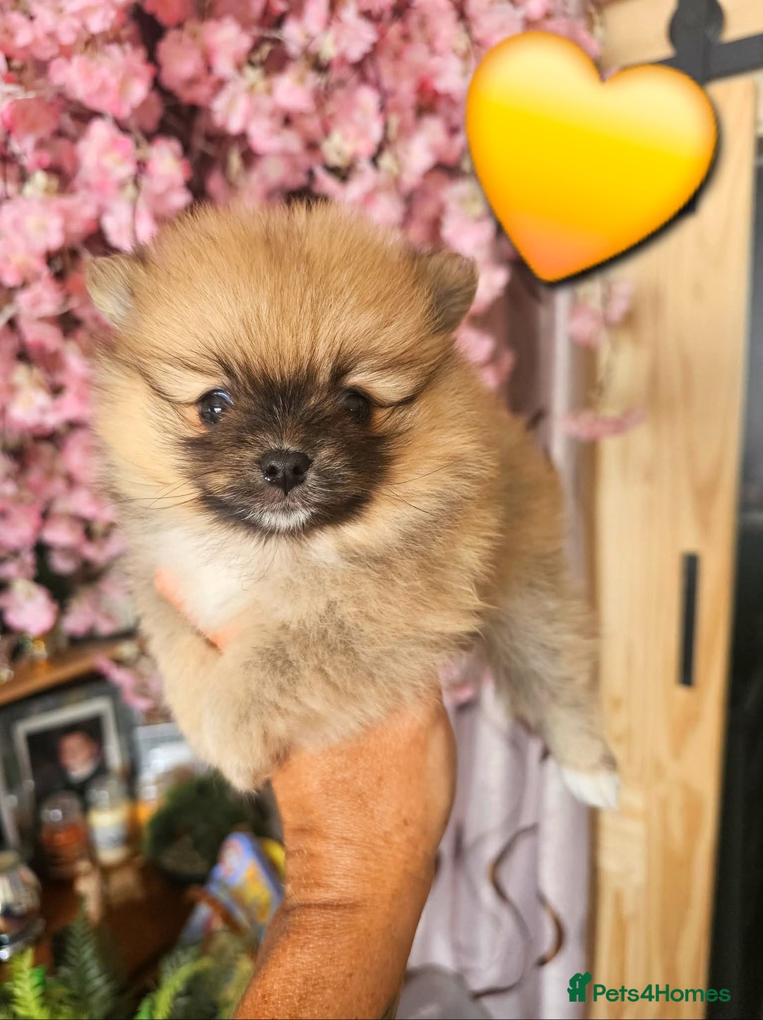 Pomeranian dogs for sale: Waaaaw #SUPERB #POMERANIAN's - Image 15