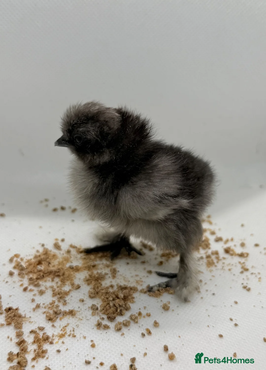 Chickens poultry for sale: Adorable week old chicks - silkies & some mixed  - Advert 1