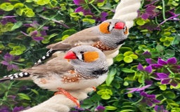Finches birds for sale: Zebra Finches / Bengalese / Silverbill / Cherry - Image 4