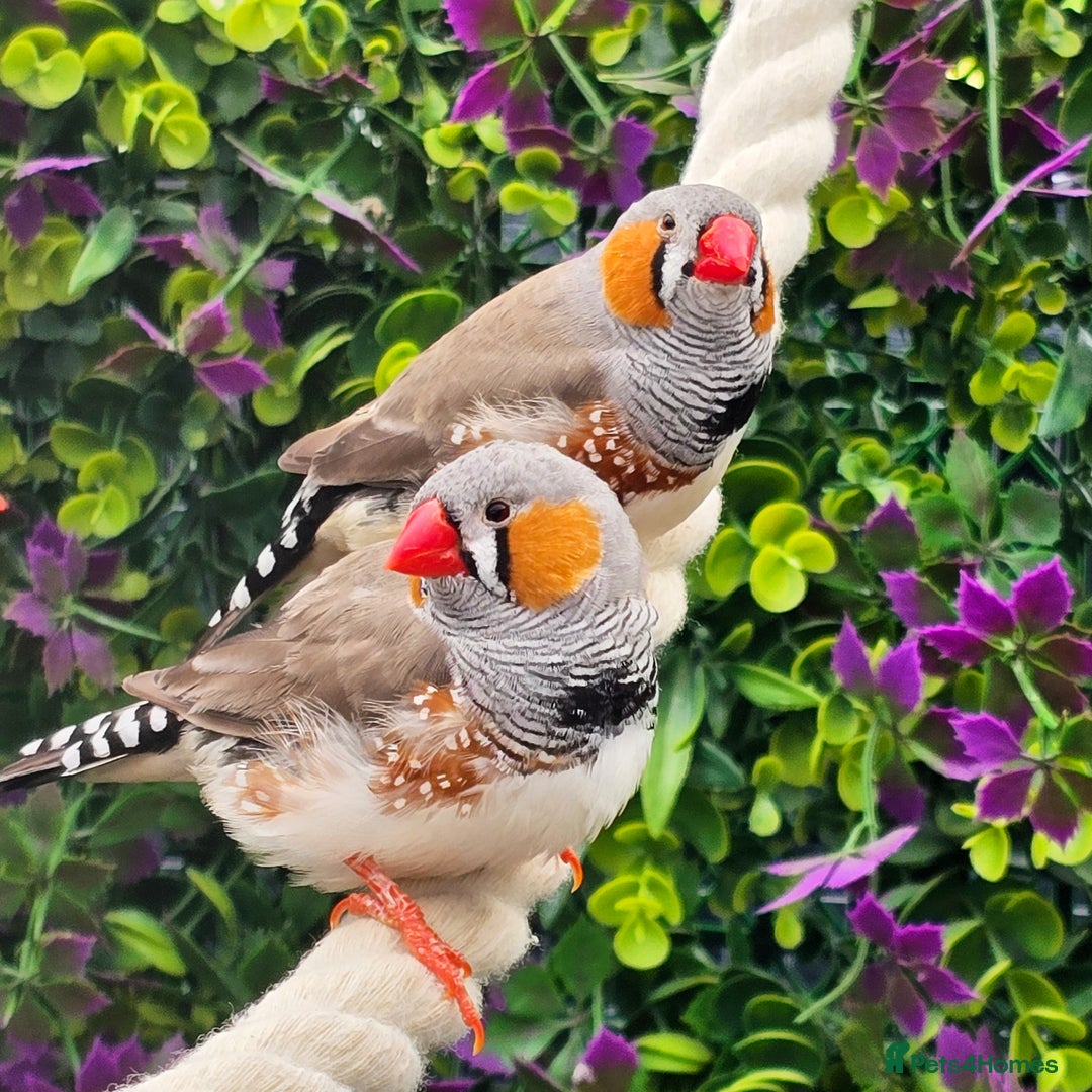 Finches birds for sale: Zebra Finches / Bengalese / Silverbill / Cherry - Image 4