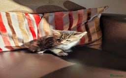 Domestic Shorthair cats for sale: Lovely tabby boy  - Image 2