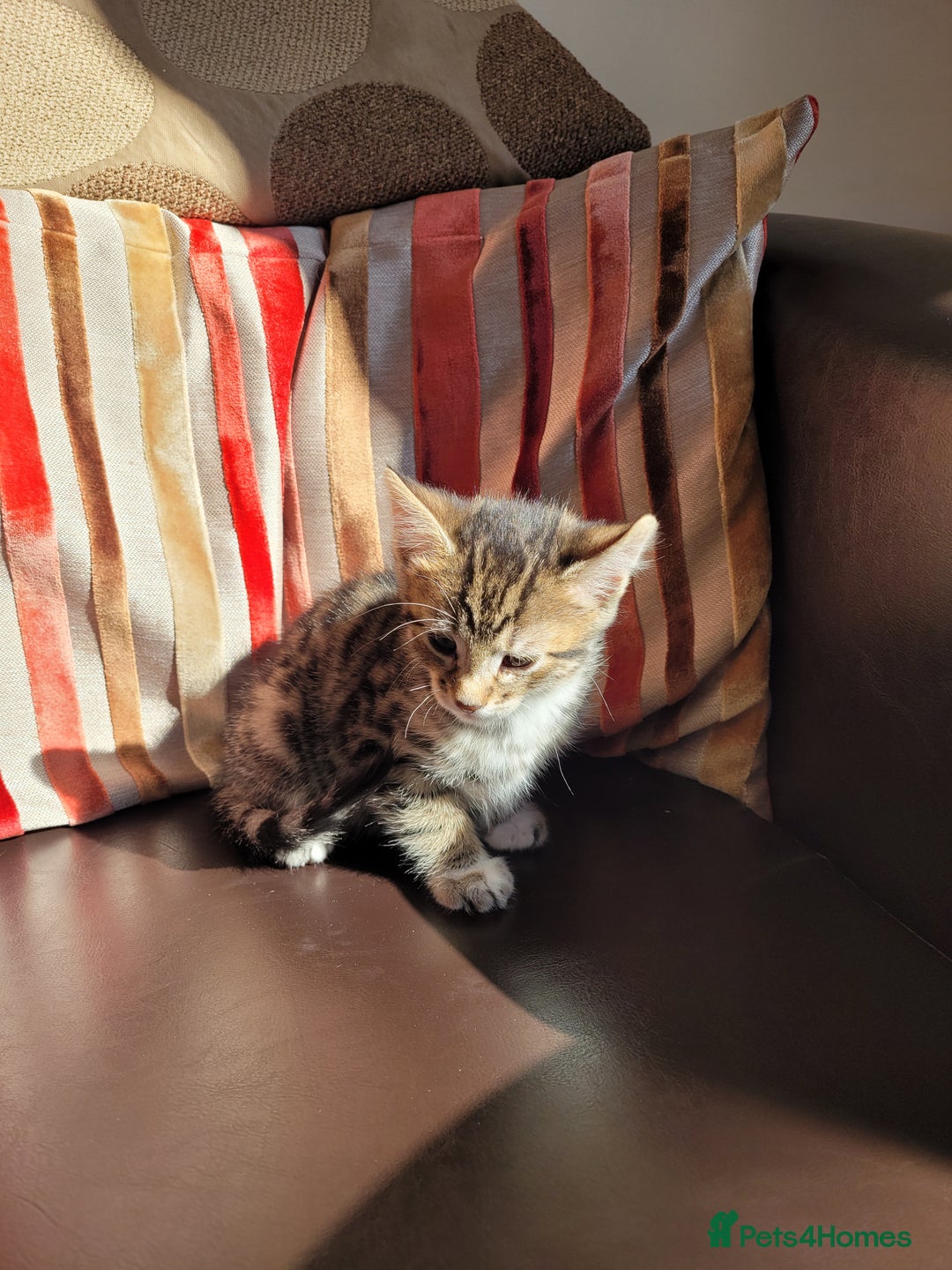 Domestic Shorthair cats for sale: Lovely tabby boy  - Image 2