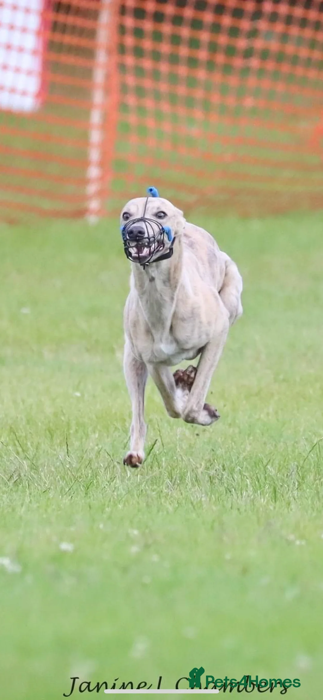 Whippet dogs for stud: KC Registered Blue Brindle for stud in Barnsley - Advert 15