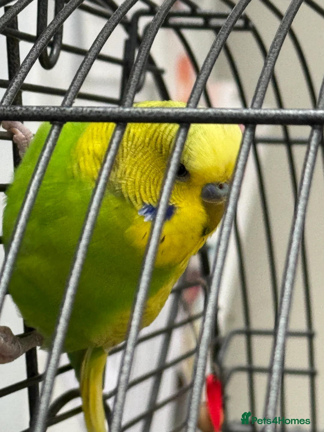 Budgerigars birds for sale: Beautiful male budgie & cage - Advert 4