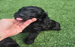 Maltipoo dogs for sale: Maltipoo puppies ready now  - Image 3