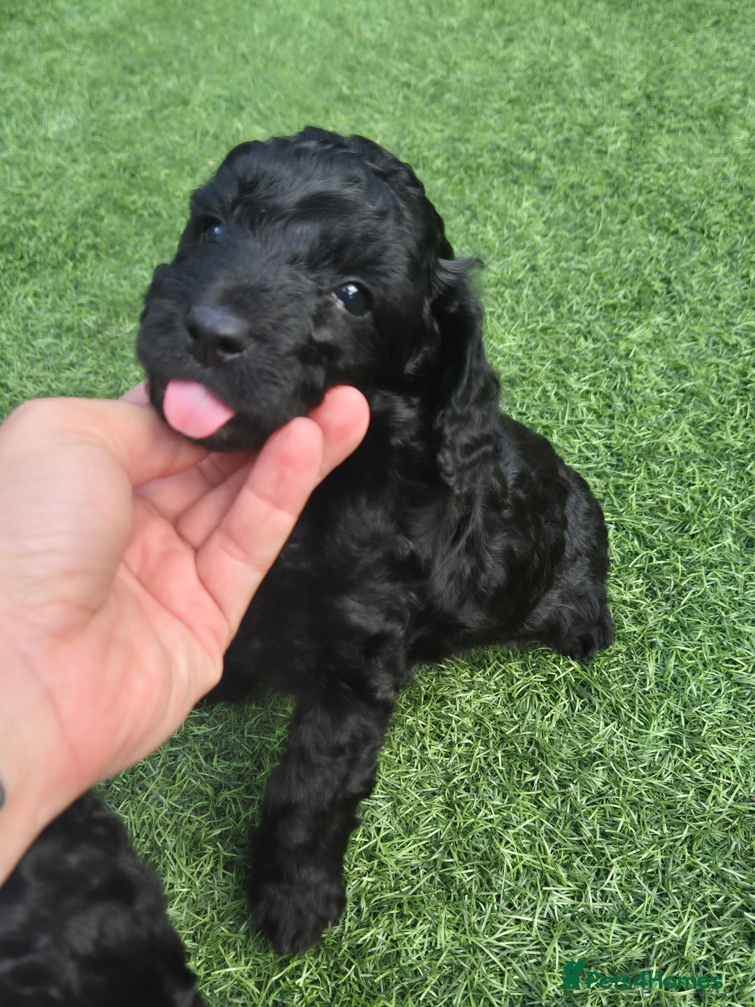 Maltipoo dogs for sale: Maltipoo puppies ready now  - Image 3