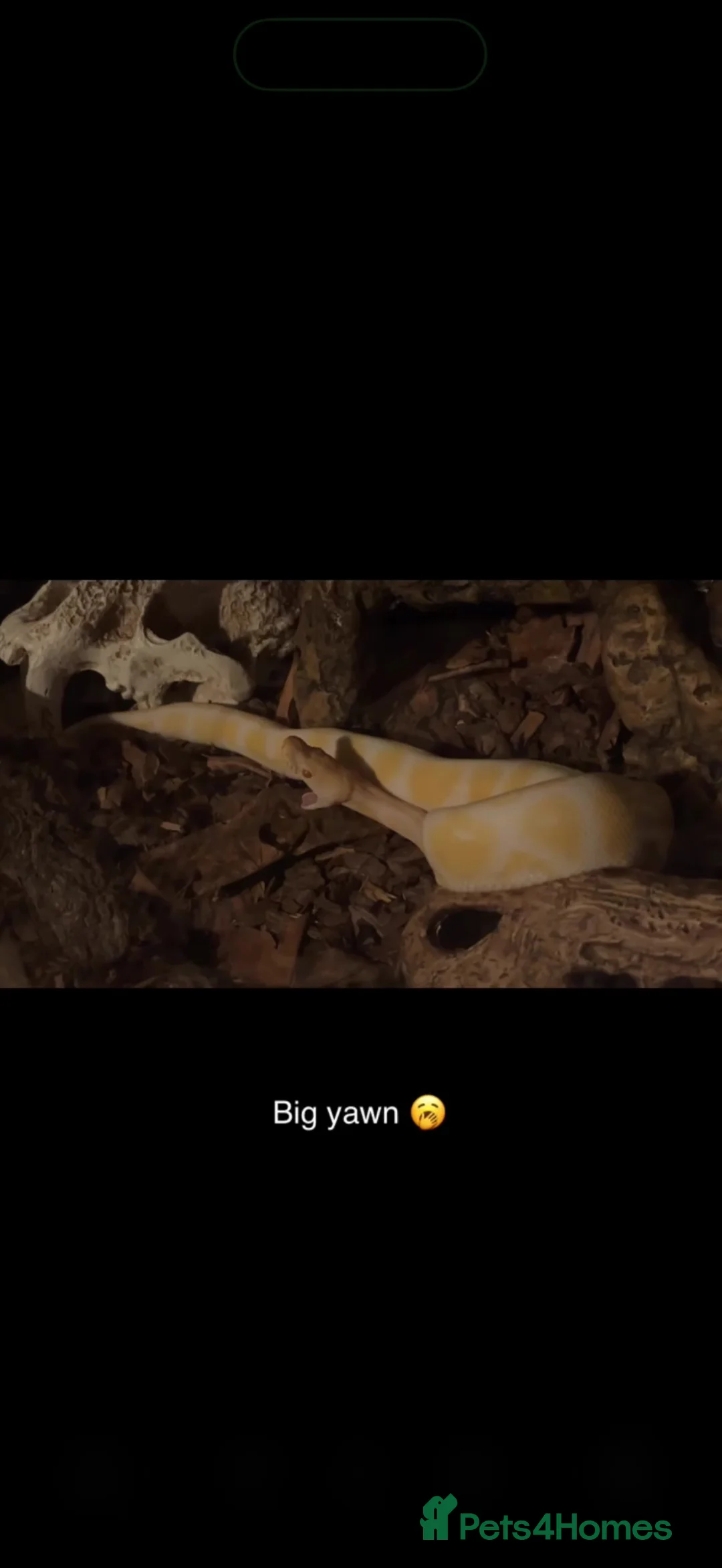 Boa Snake reptiles for sale: Morph albino boa  - Advert 1
