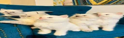 Siberian cats for sale: Save and check for next litter.  Siberian - Advert 5