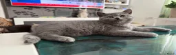 British Shorthair cats for sale: Adorable kitty  - Advert 12