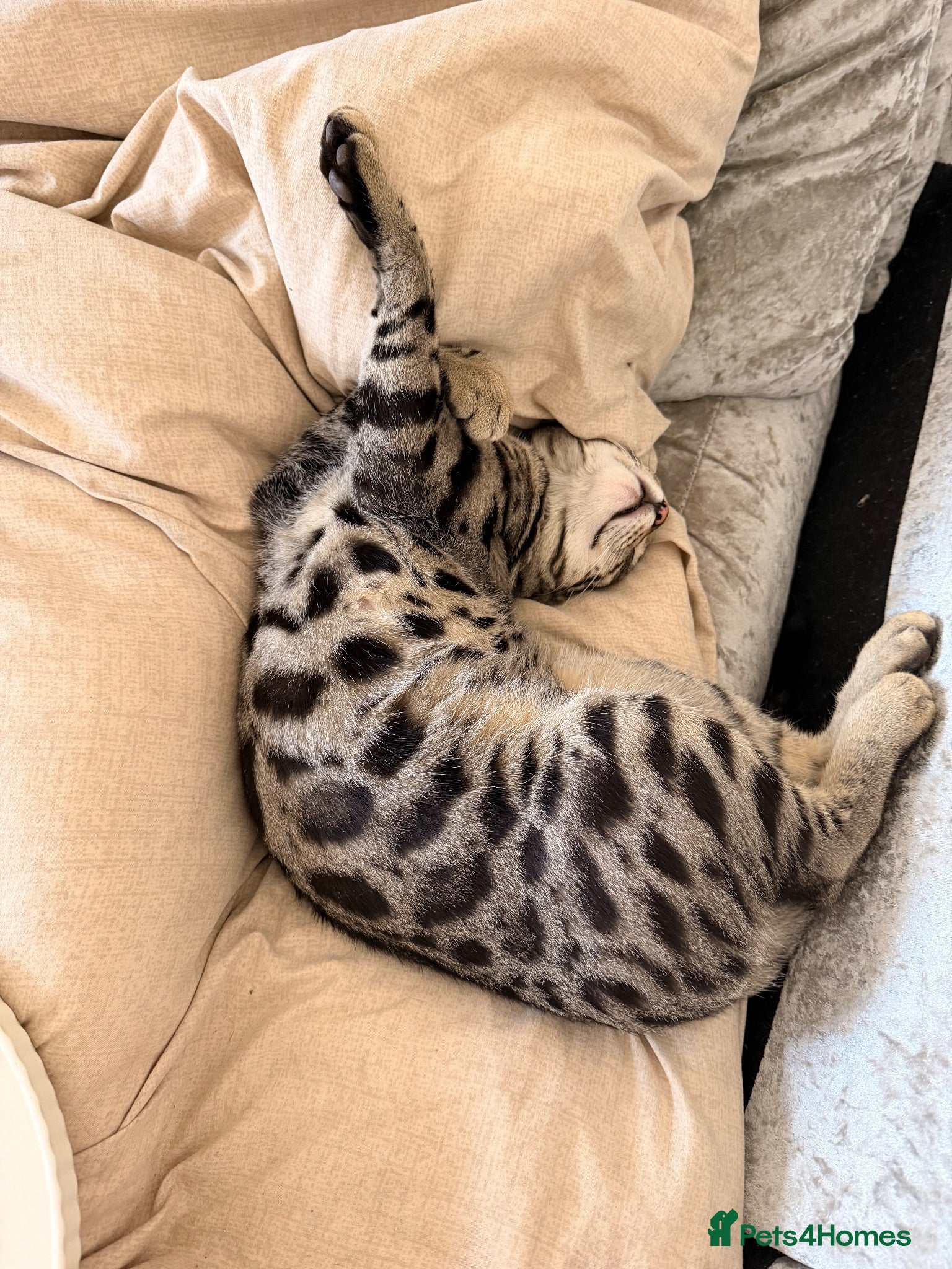 Bengal cats 🖤Triple Grand Champion — TICA - Registered Bengal - Advert 5