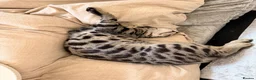 Bengal cats for sale: 🖤Triple Grand Champion — TICA - Registered Bengal - Advert 14