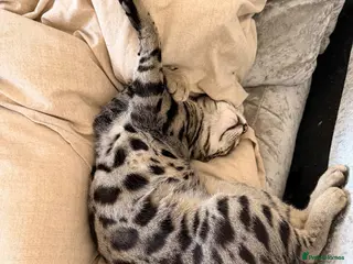 Bengal cats 🖤Triple Grand Champion — TICA - Registered Bengal - Advert 5