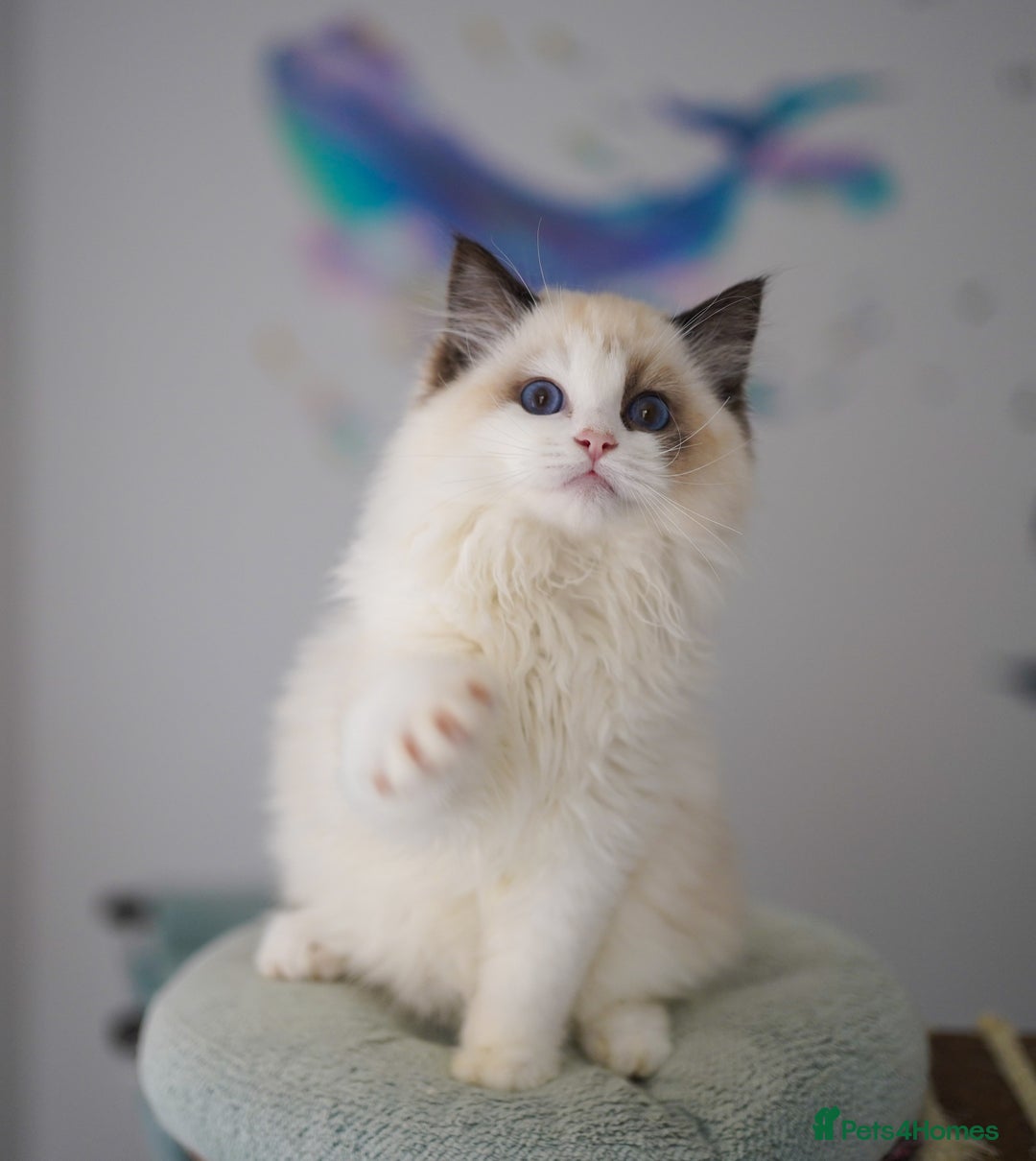Ragdoll cats for sale: TICA register seal bicolor boy - Advert 1