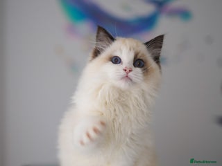 Ragdoll cats TICA register seal bicolor boy - Advert 1