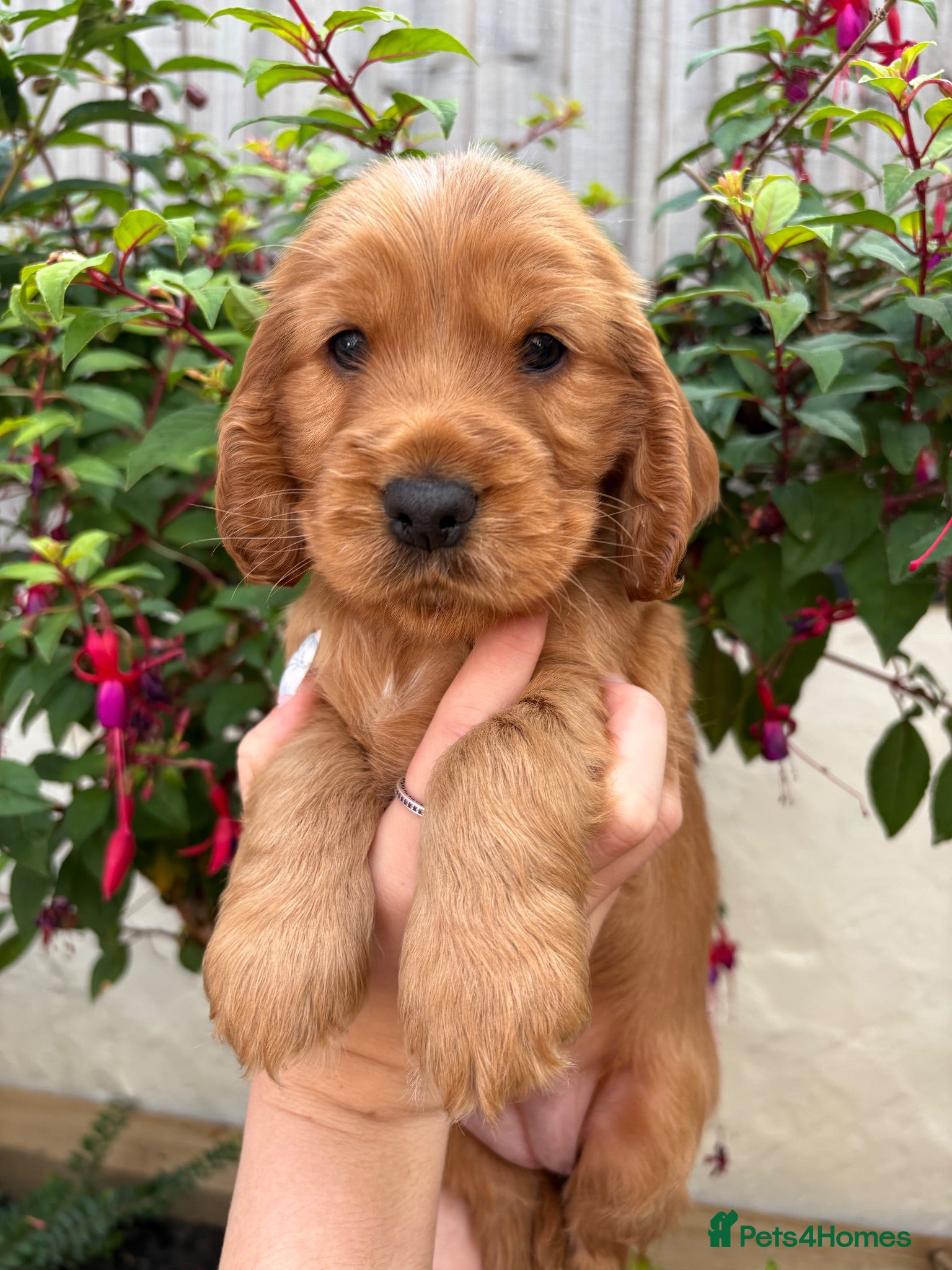 Cocker Spaniel dogs 🌟 Show Cocker Spaniel's 🌟 - Advert 8