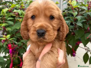 Cocker Spaniel dogs 🌟 Show Cocker Spaniel's 🌟 - Advert 8