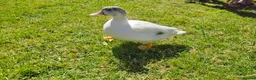 Ducks poultry for sale: Call duckling for sale  - Advert 5