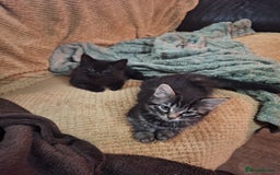 Domestic Shorthair cats for sale: 2 male kittens ready to leave today!  - Image 26