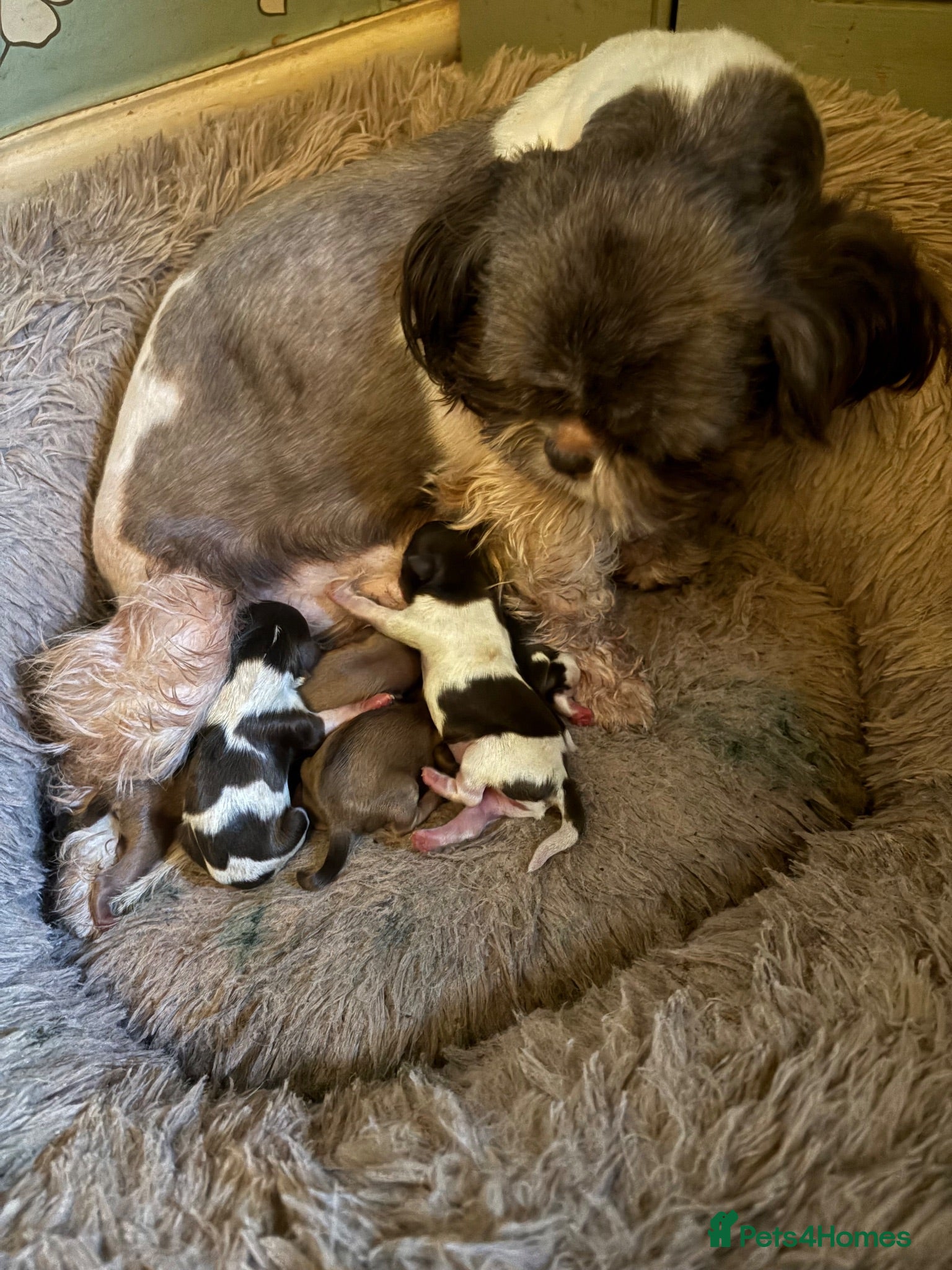 Shih Tzu dogs Stunning Shih Tzu puppies - Advert 1