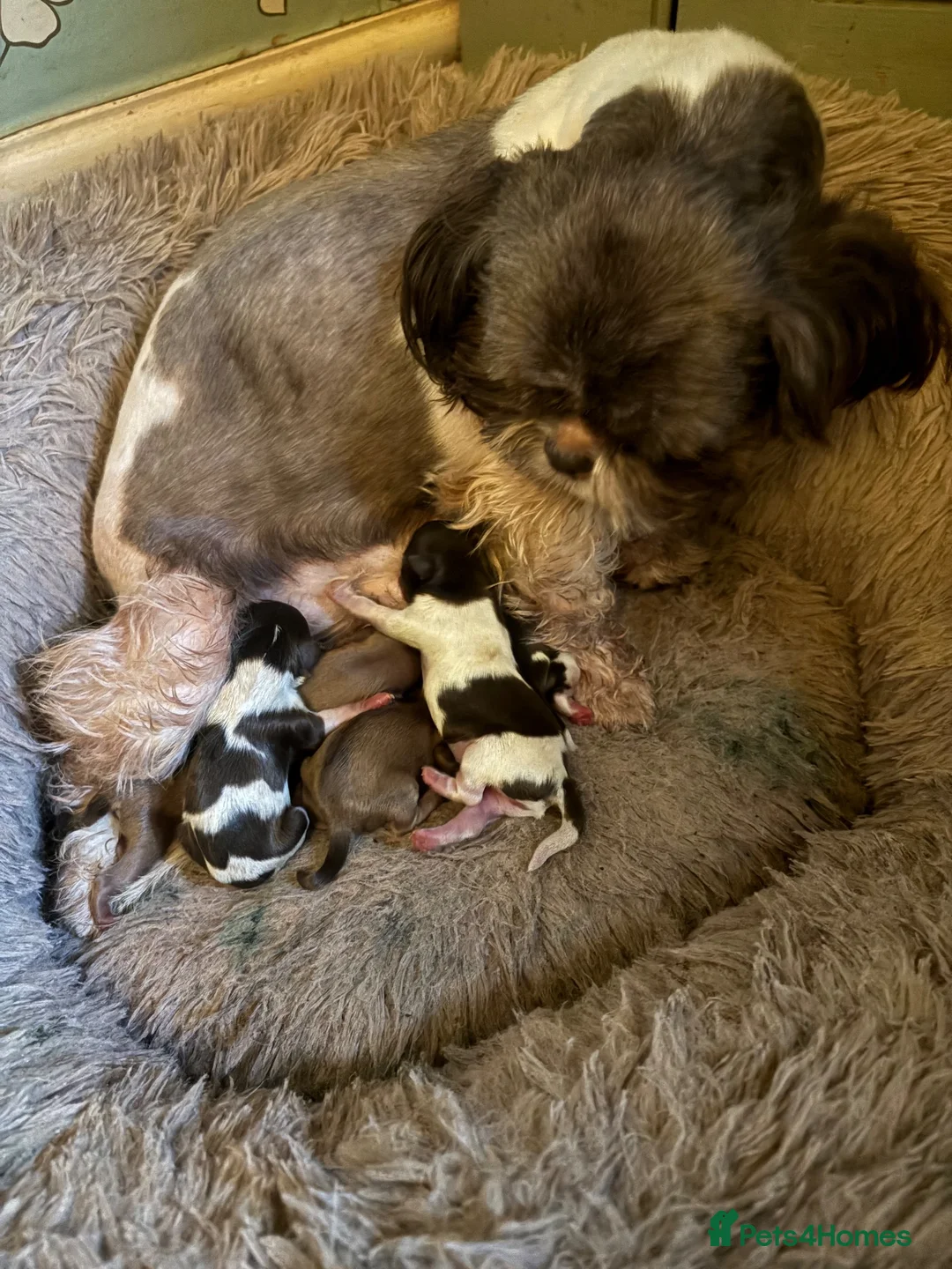 Shih Tzu dogs for sale: Stunning Shih Tzu puppies - Advert 1
