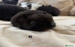 Netherland Dwarf rabbits for sale: 6 Adorable Netherland Dwarf Bunnies  - Image 12